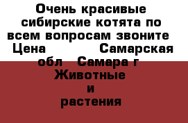 Очень красивые сибирские котята по всем вопросам звоните › Цена ­ 1 000 - Самарская обл., Самара г. Животные и растения » Кошки   